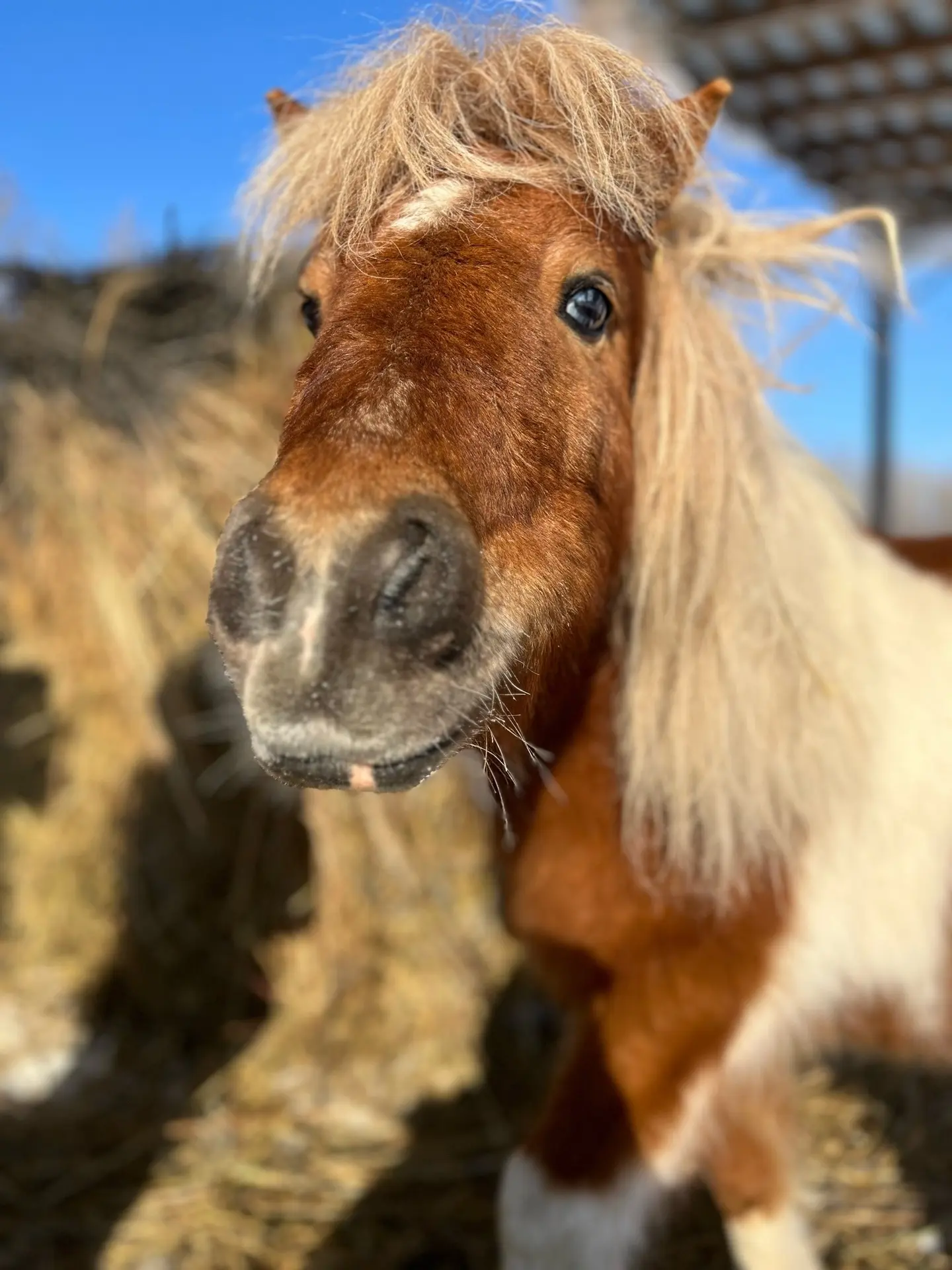 🐴 Коняшки возвращаются!