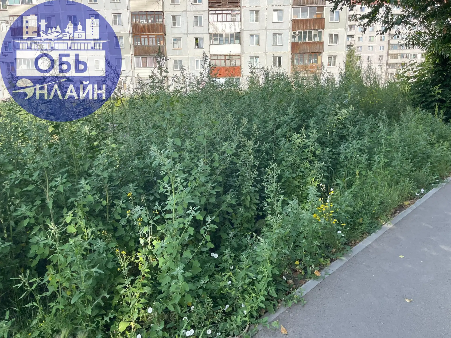 На хваленой тропе здоровья трава выше человеческого роста. А ведь этот объект входит в ...