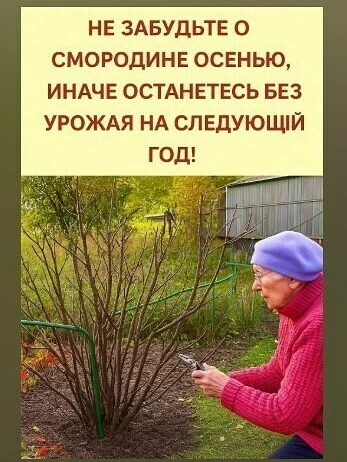Осенняя подготовка смородины — залог урожая на следующий год. Не завершайте сезон, пока...