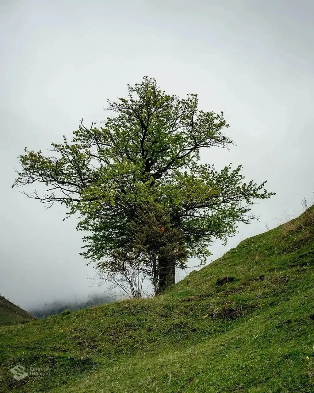 🌿 Напоминаем о голосовании за нашу легендарную дикую грушу!

⛰️🏛️ Уже 216 лет это уникальное дерев