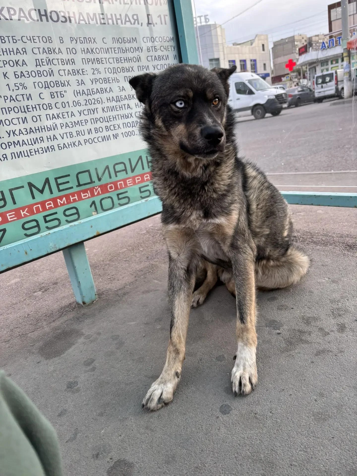 ⚠ ДАВАЙТЕ ПОМОЖЕМ СОБАКЕ!