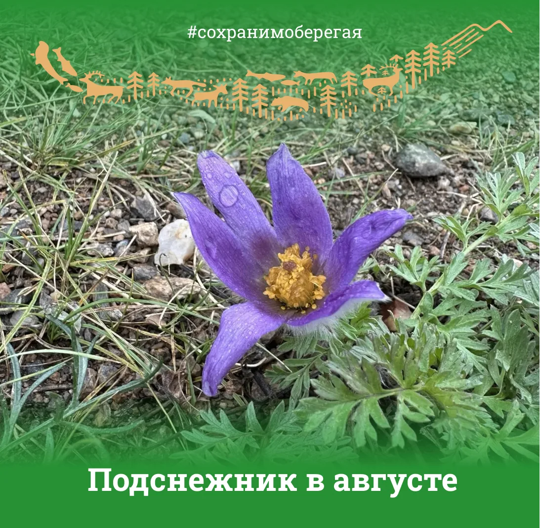 ПОДСНЕЖНИК В АВГУСТЕ