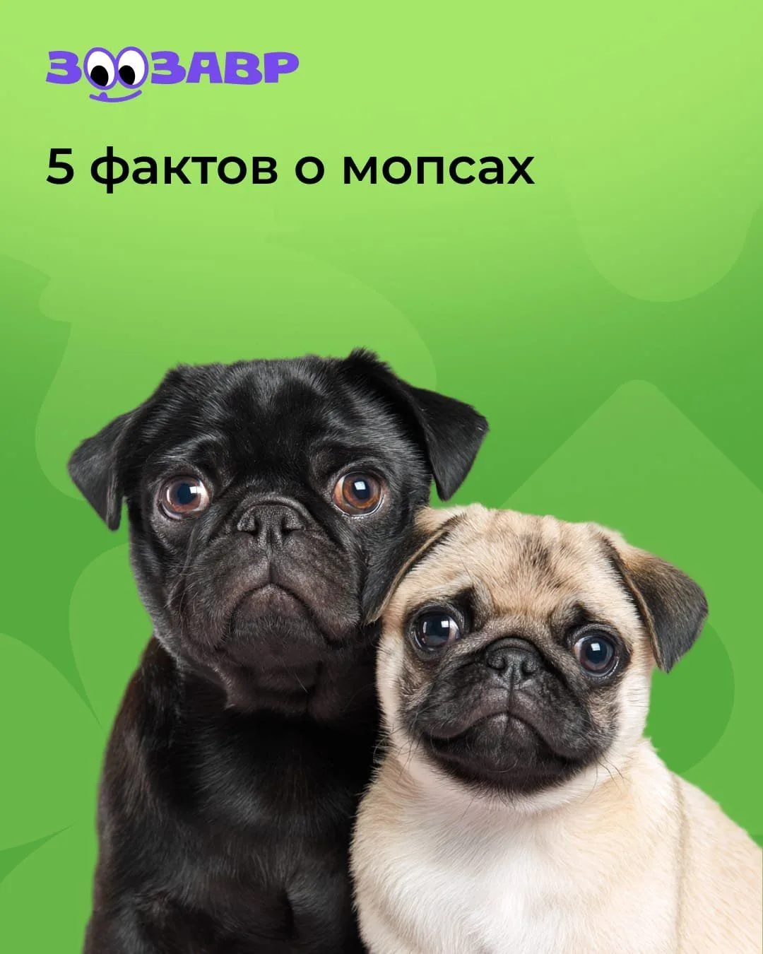 А вам нравится эта порода?😍