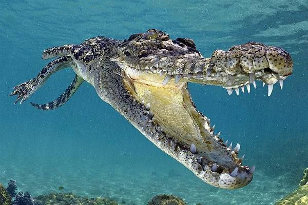 Крокодилы могут удерживать дыхание до 2 часов.