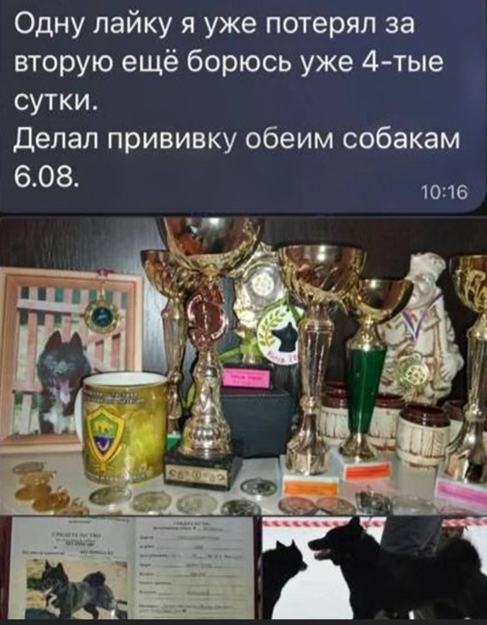 «Паралич, судороги, сказали: не спасти». Владельцы собак по всей России встревожены гиб...