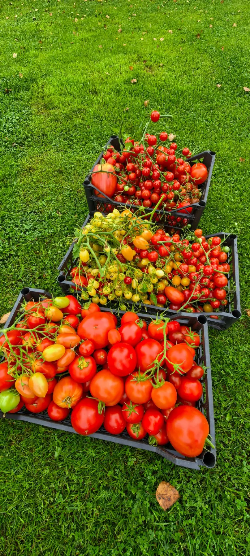 Пошла перерабатывать🍅