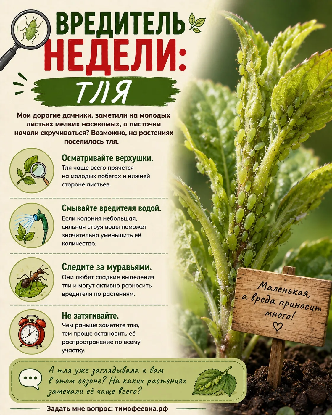 🐞 Вредитель недели: тля
