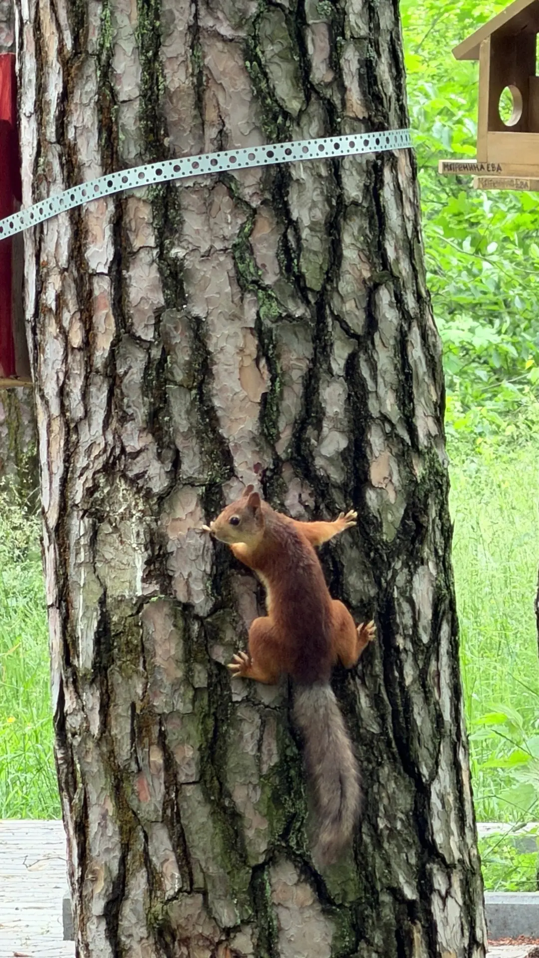 Рыжие в парке ♥️🐿️