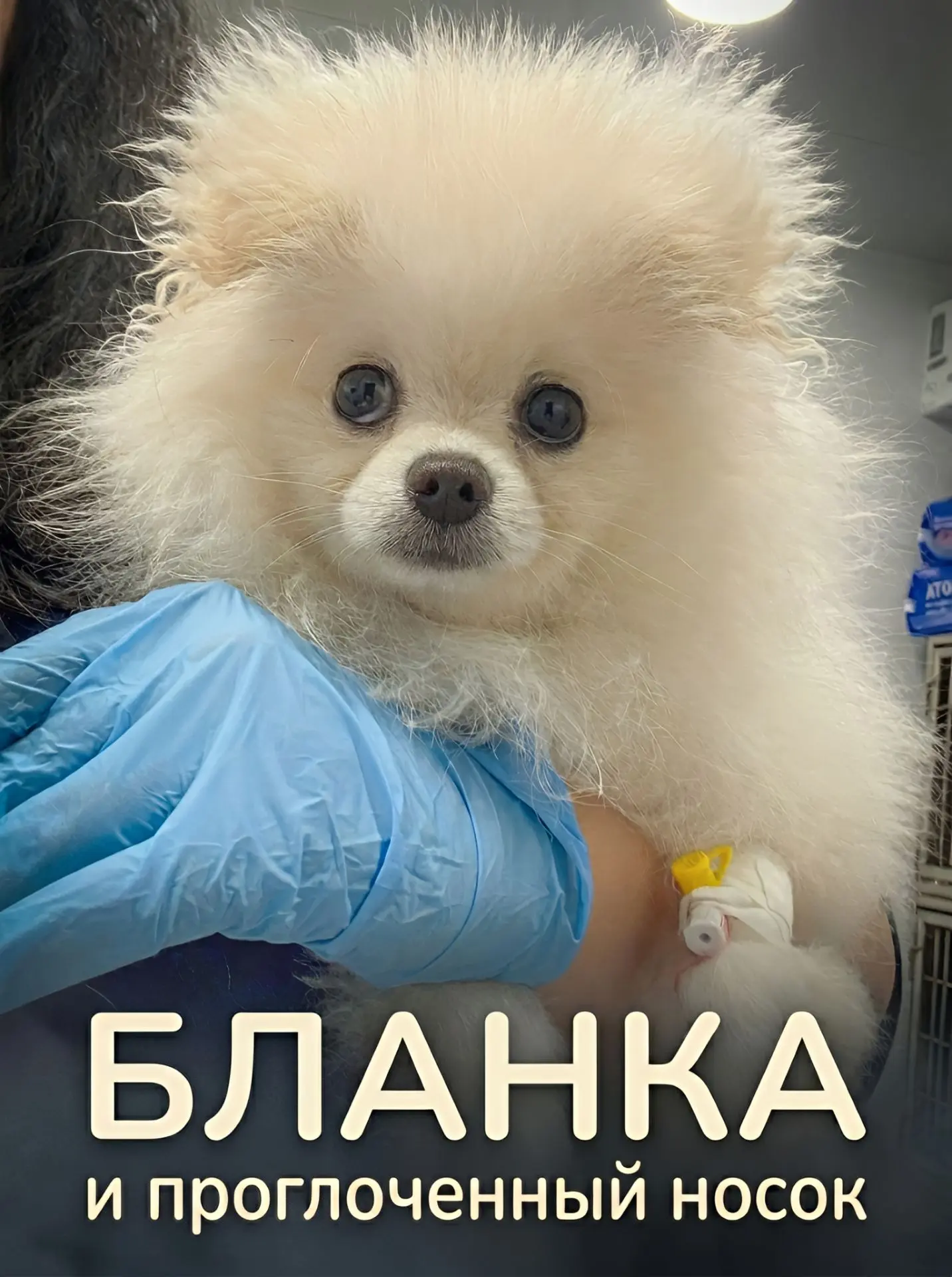 Бланка — померанский шпиц, 6 месяцев

Семья приехала в Альметьевск из Санкт-Петербурга. Дома владель
