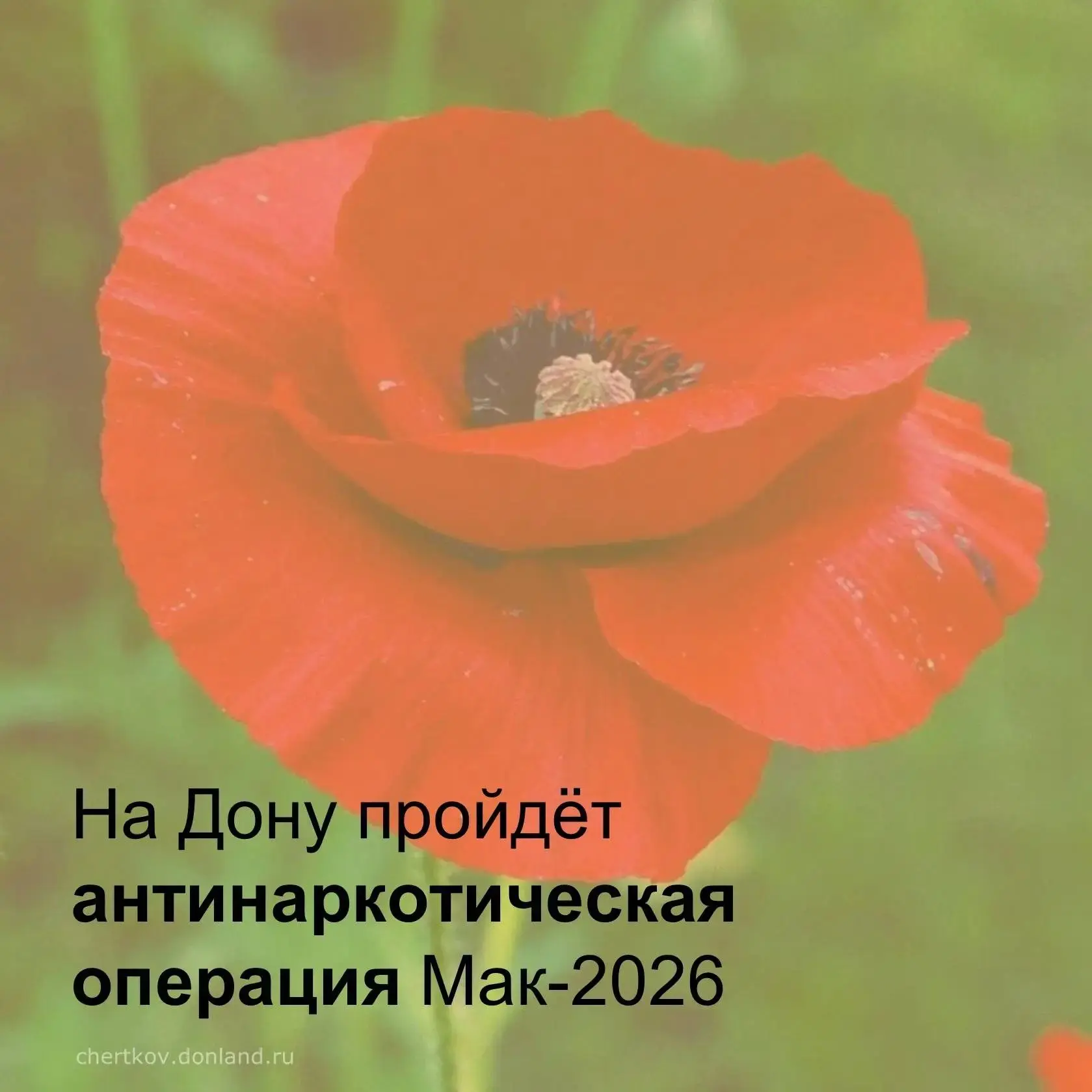 В сентябре и октябре на территории Чертковского района пройдёт операция «Мак-2026» — он...