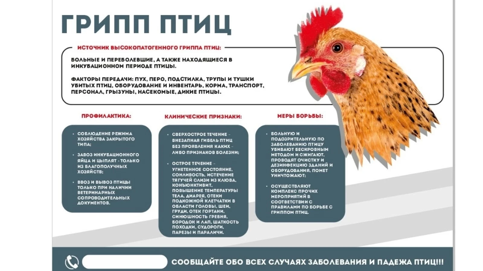 Грипп птиц — остро протекающая вирусная болезнь домашних и диких птиц. Клинические приз...