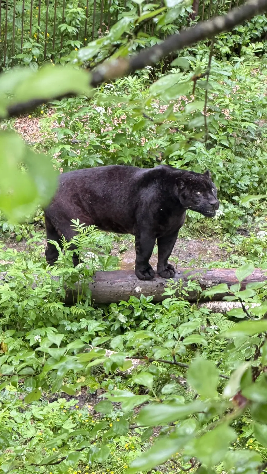Размеренная жизнь животных в парке тигров на территории сафари-парка 🐆