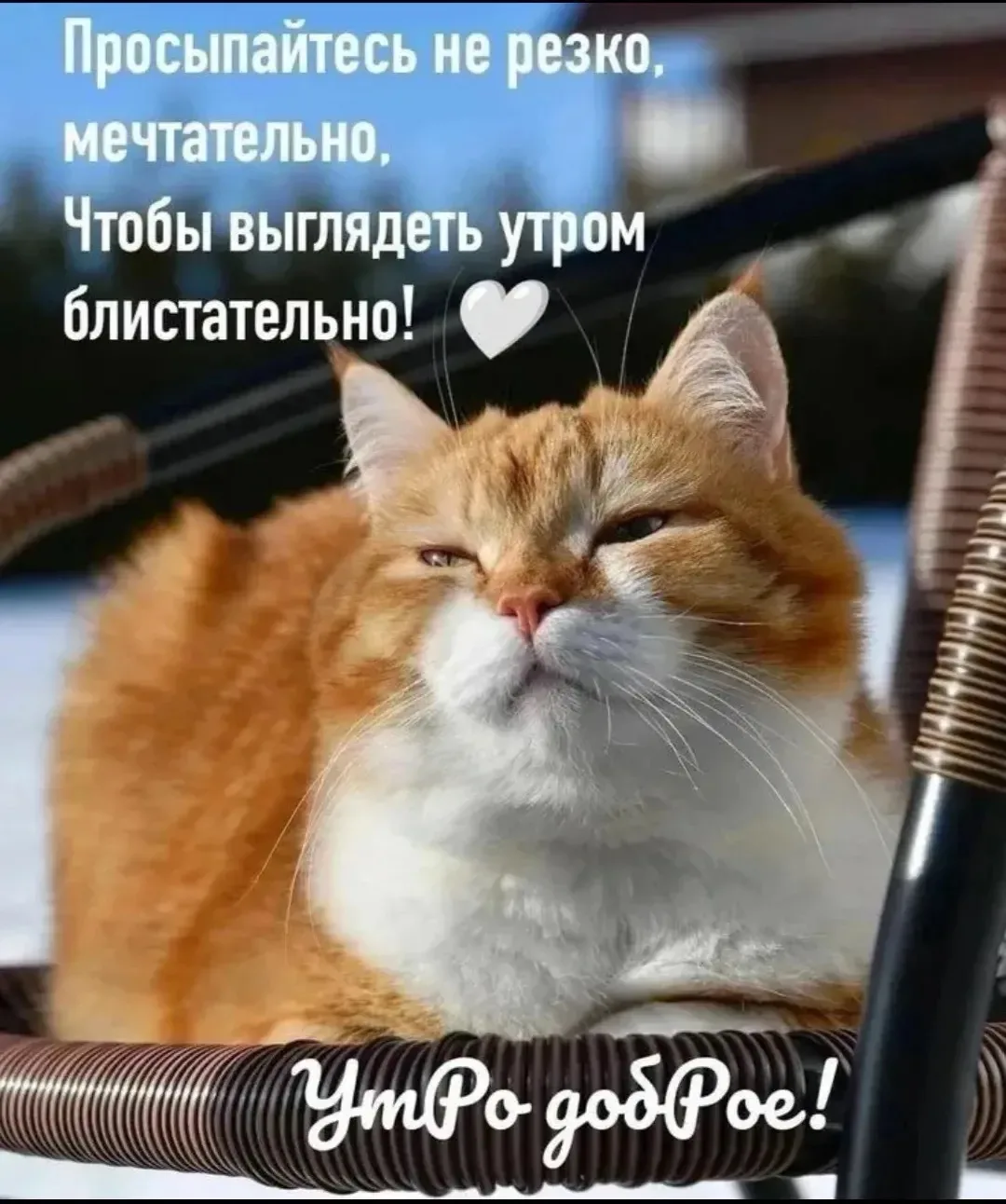 #блистательногоутра