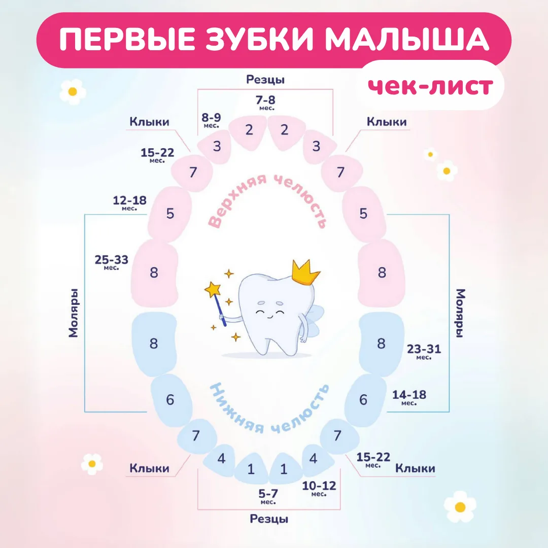 МОЛОЧНЫЕ ЗУБКИ🦷

Закладка первого зубика начинается еще внутриутробно на 6-й неделе
(но бывают случ