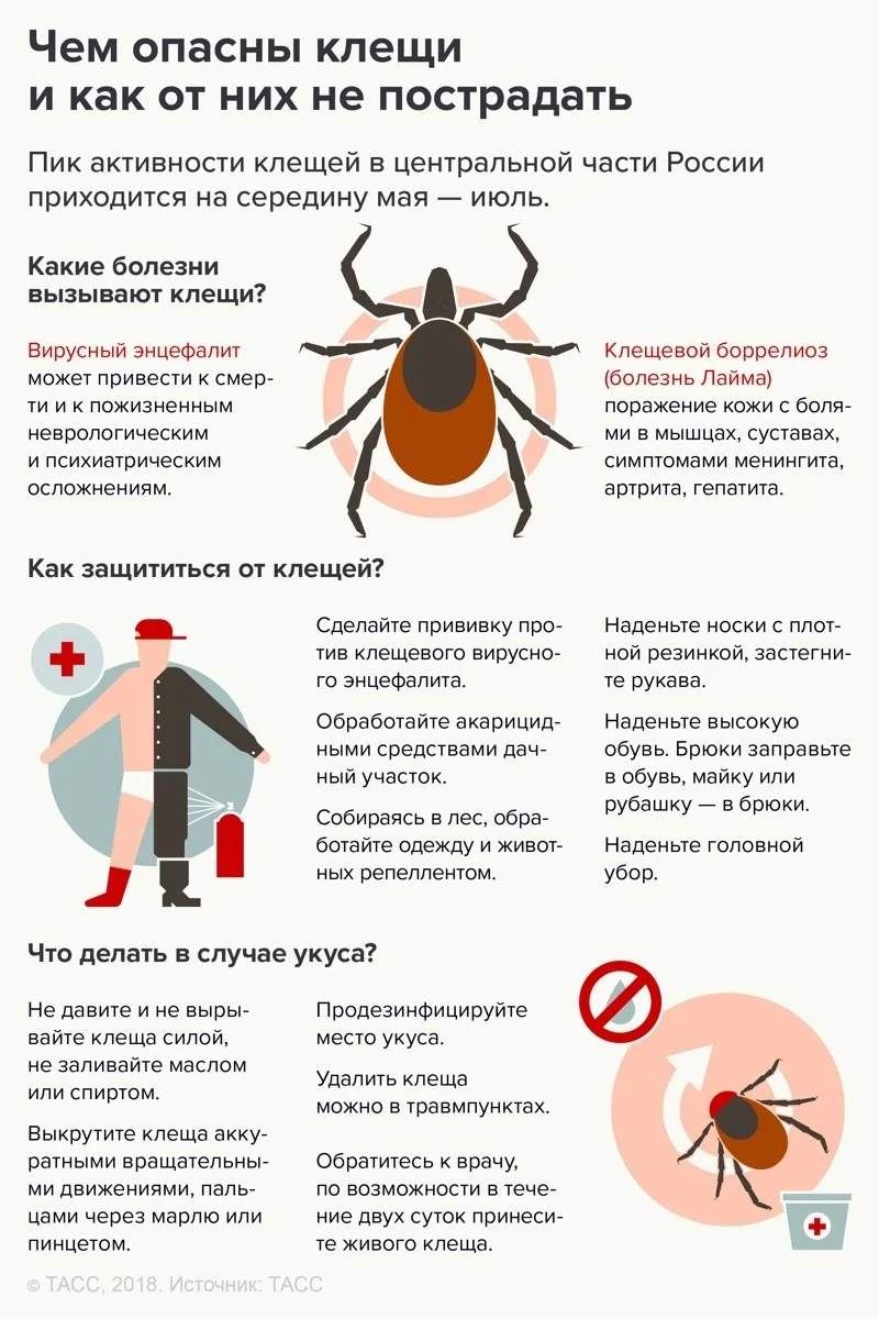 ⚡️В Архангельской области от укуса клещей пострадало уже 277 человек. Больше всего укус...