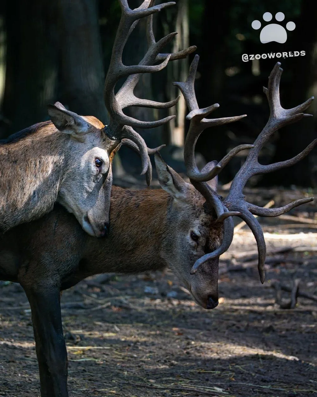 Зоопарк Братислава 🦌🦌 Почему олени сражаются рогами? Возможно, это выглядит как насто...