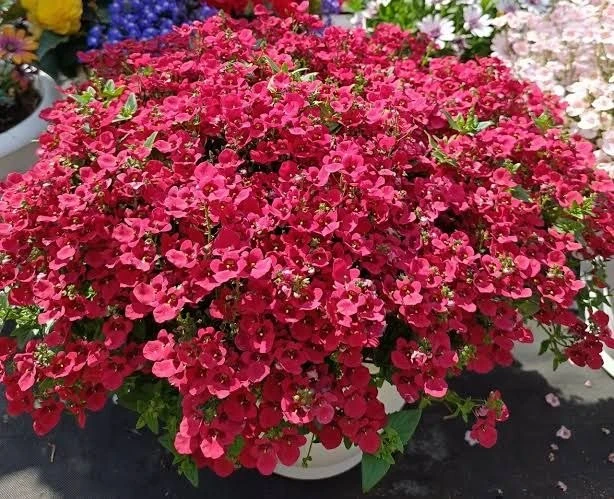 Диасция — маленькие цветки, большое цветение 🌸