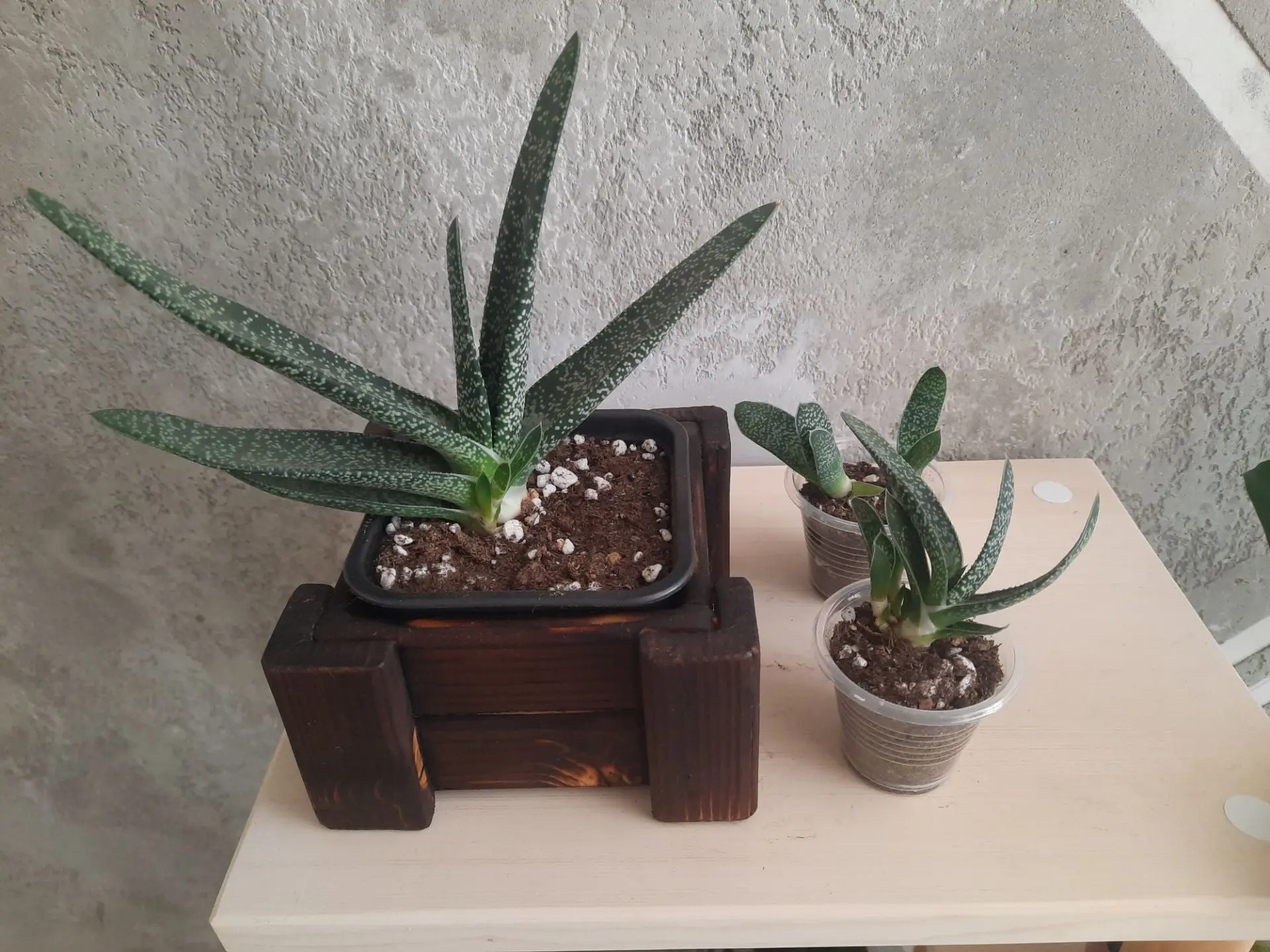 Гастерия детки🌱