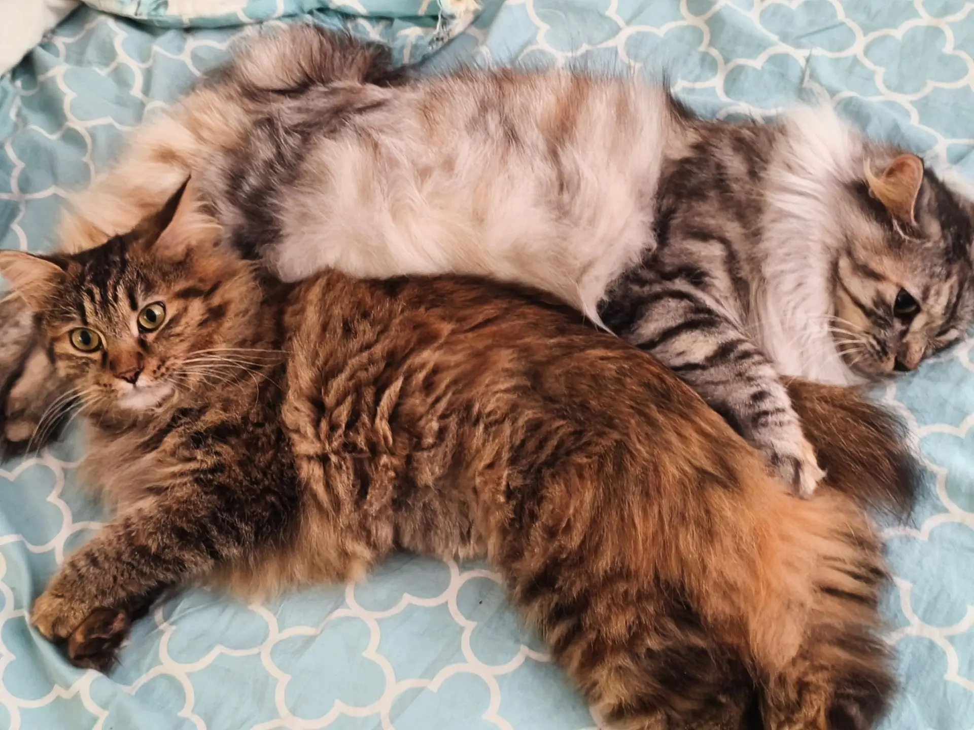 Настроение — писать про котов🐾Поэтому сегодня расскажу вам про своих девченок.
