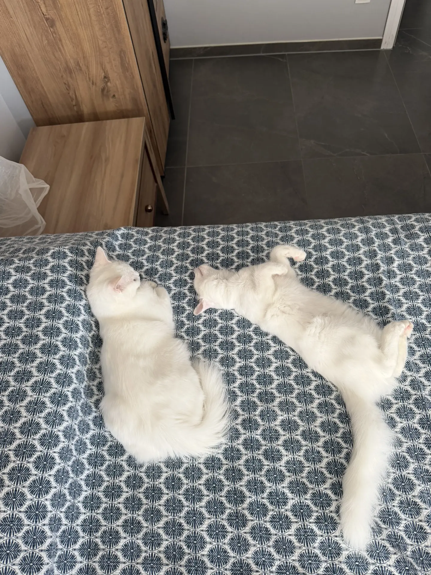 Кролик 🐇😁🤍
