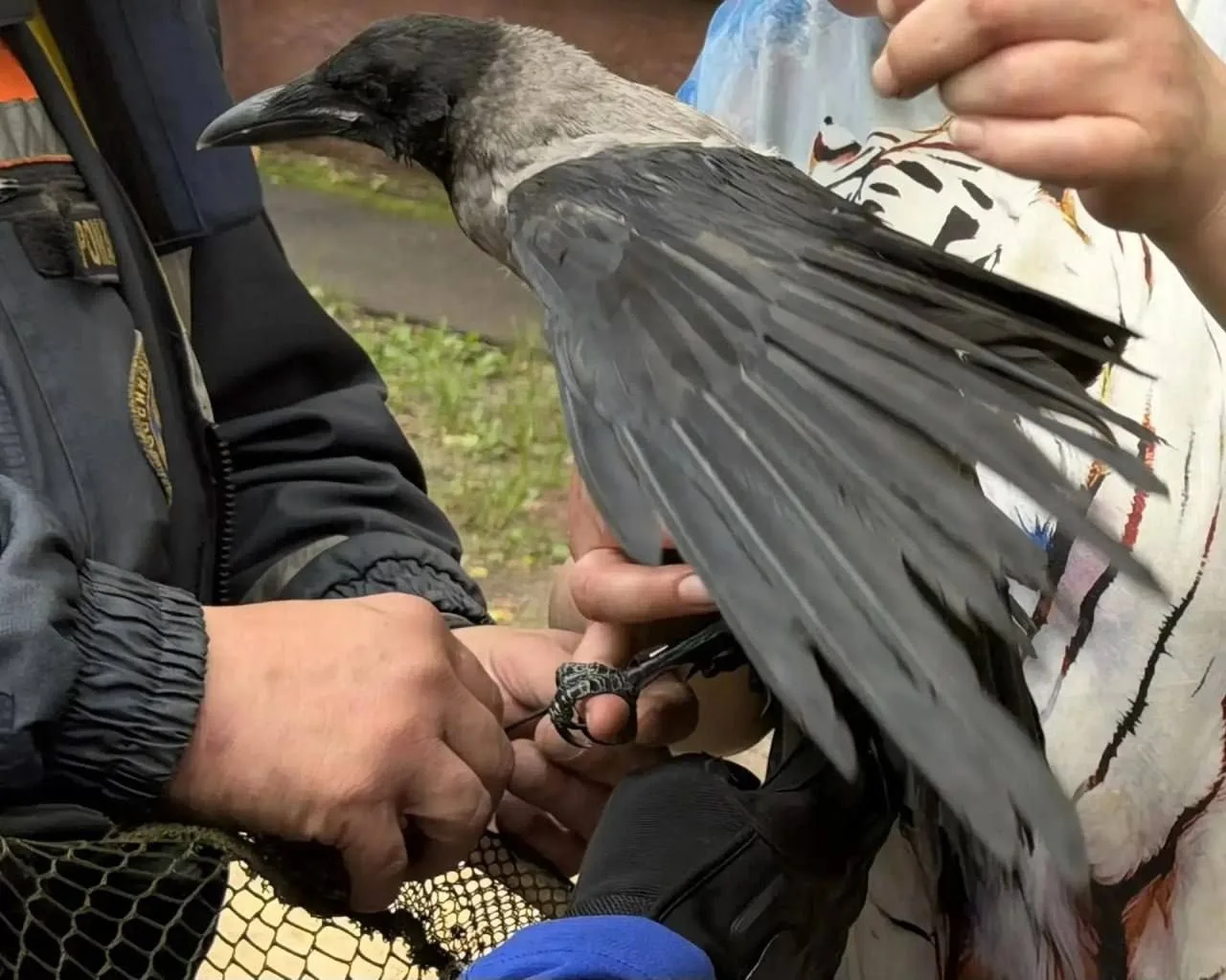 🐦 На улице Елецкой прохожие заметили необычную картину - ворона оказалась подвешенной ...