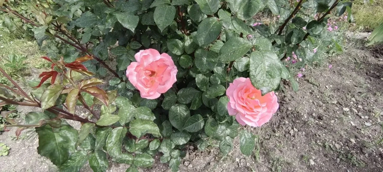 🌹Когда в городе зацветают розы, улицы словно оживают новой, особенной красотой  Воздух наполняется т