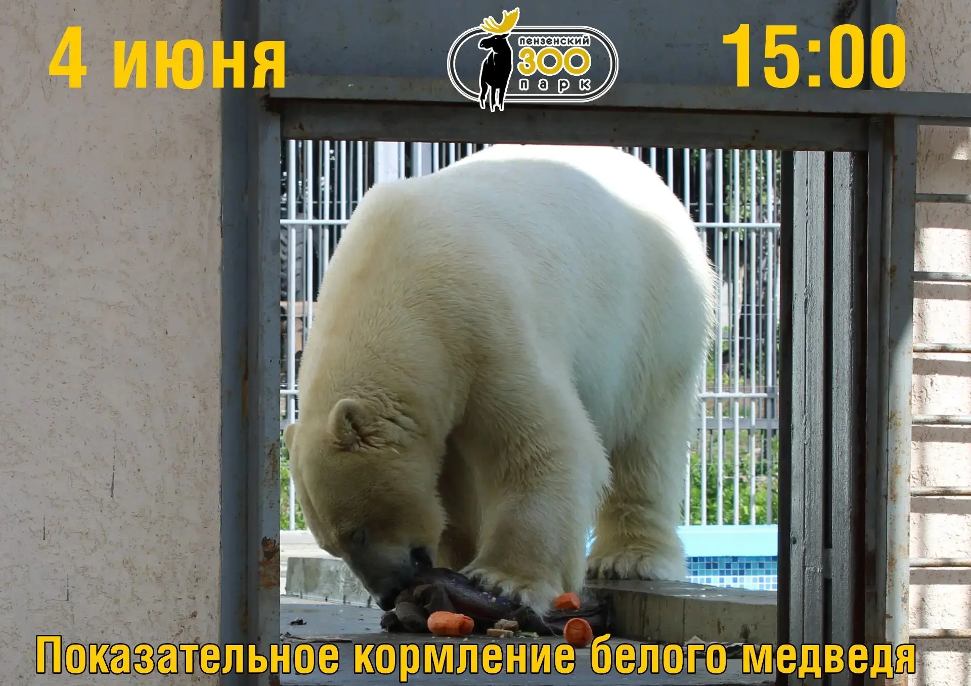 4 июня в 15:00 – показательное кормление самого белого и самого мощного хищника Пензенс...