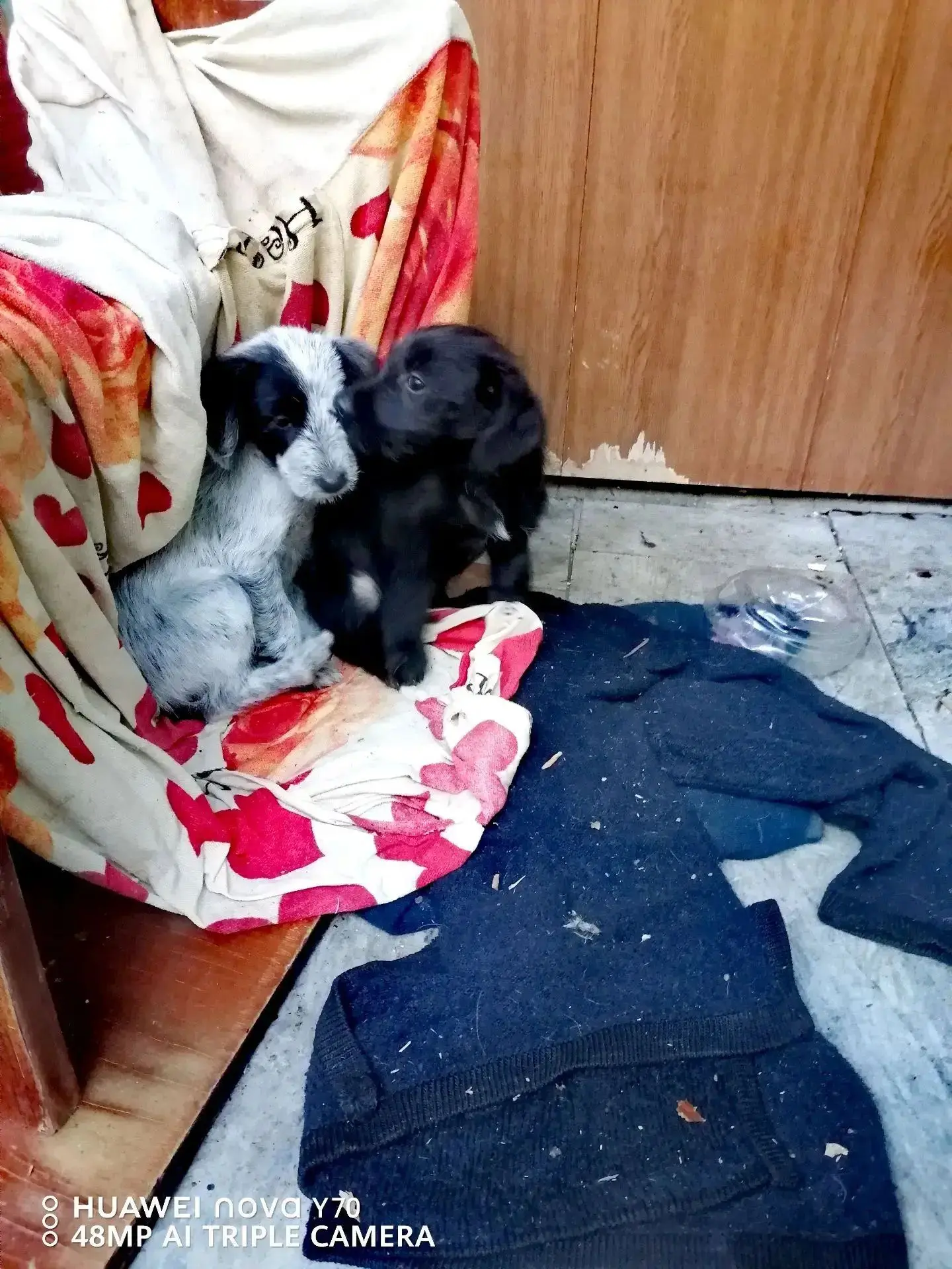 Всем добрый вечер, помогите пристроить щенков, дочь забрала с улицы возле мёртвой матер...