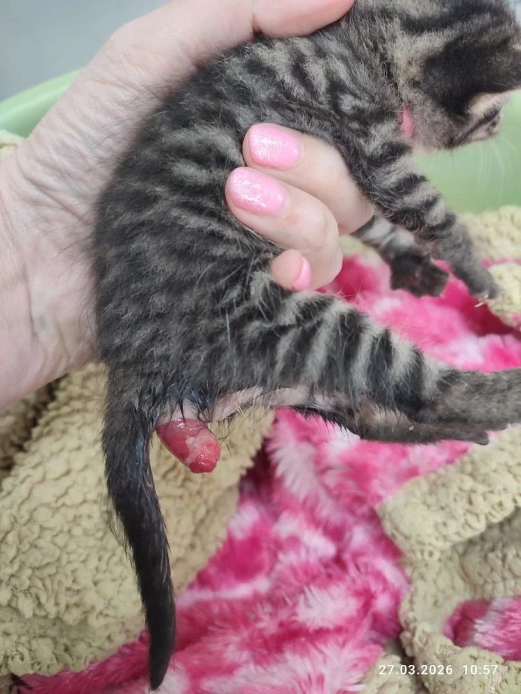 🐱🐱🐱На прием к ветеринарным специалистам ГБУ АО " Астраханская областная ветеринарная...