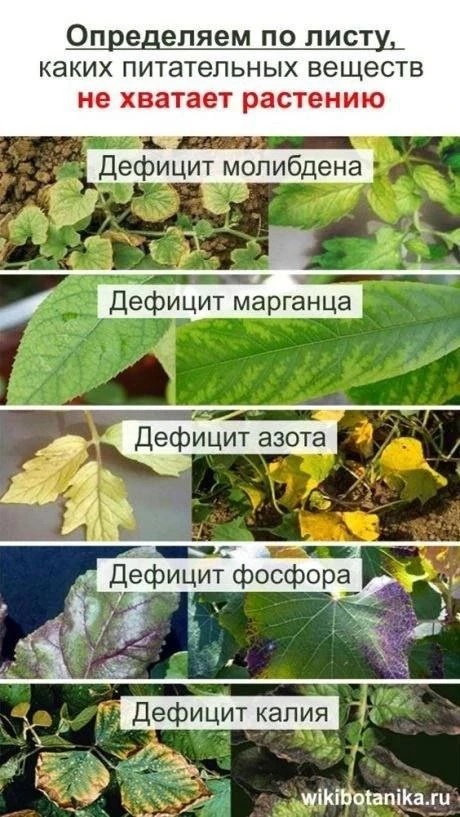 Определяем по листу чего не хватает растению