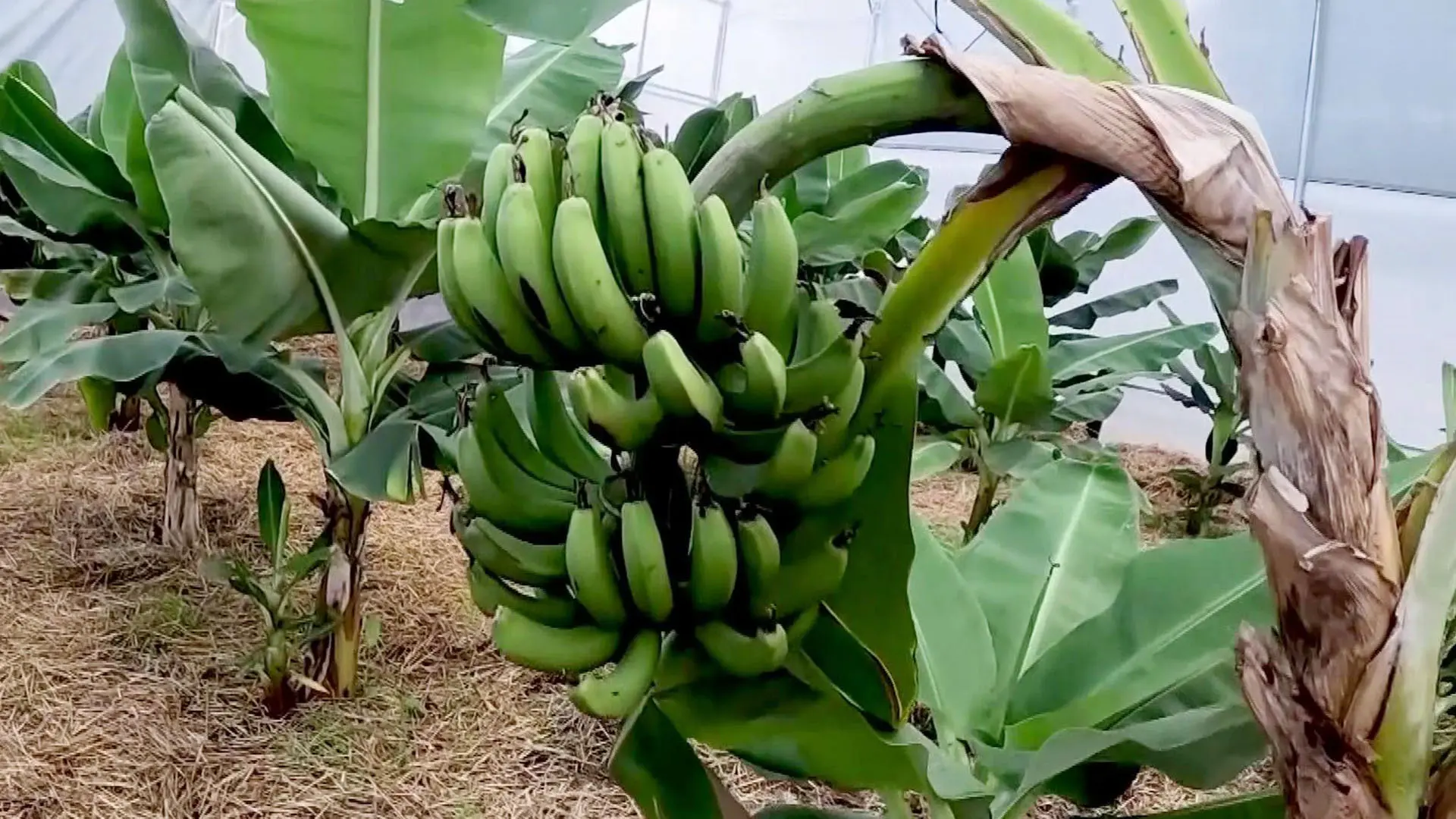 В Сочи собрали первый урожай российских бананов, выращенных в теплицах с использованием искусственно
