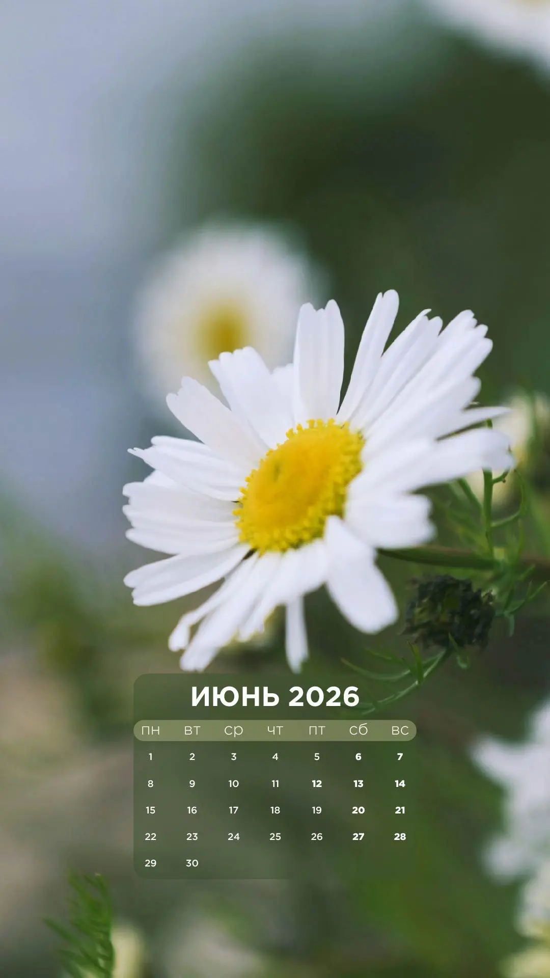 Лето в каждом кадре: фотообои для телефона на июнь от команды «Фертоинг» 🌿📸

Пришло долгожданное л