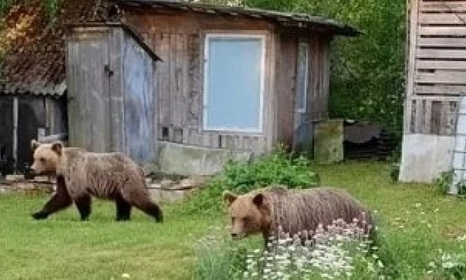 Медведи всё чаще появляются в деревнях Карелии.