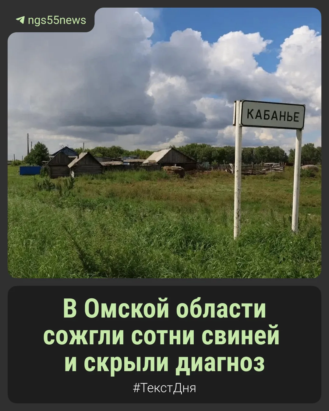 🐷 В Омской области свиней косит смертельная зараза. Инфекция, которую в ветслужбах наз...