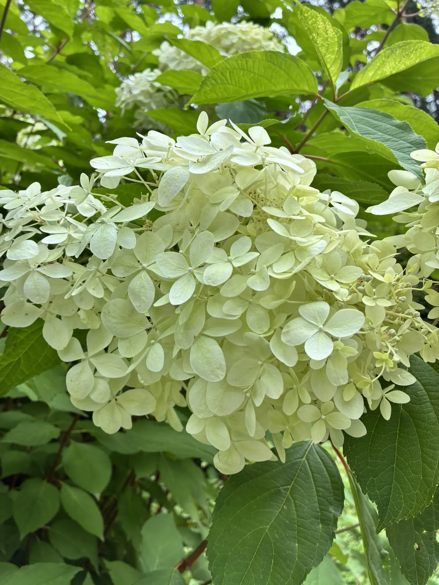 🌸Доброе утро, друзья!