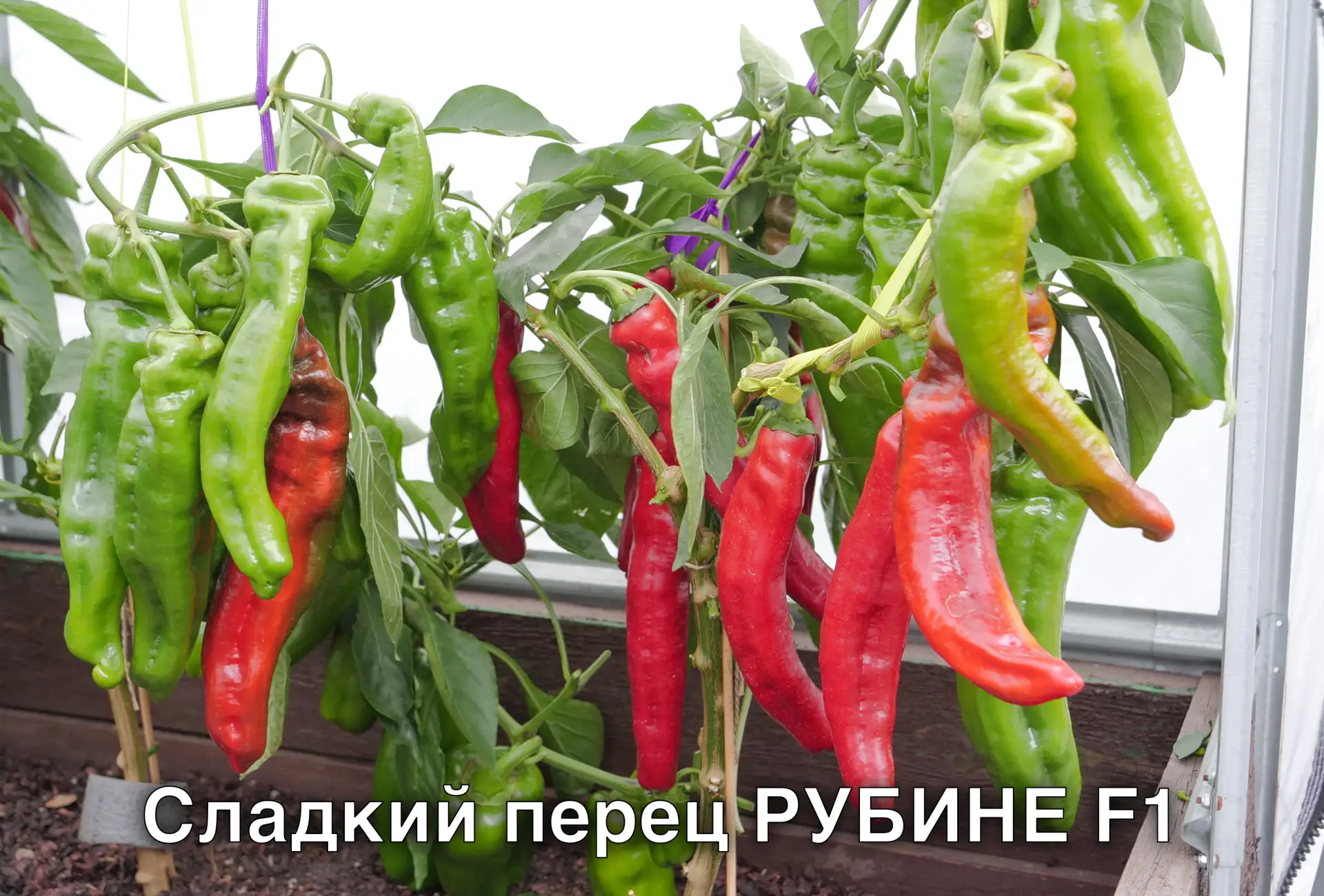 Любимые сладкие перцы разных производителей 🫑  Делюсь с вами своим списком сладкого перца и жду взаи