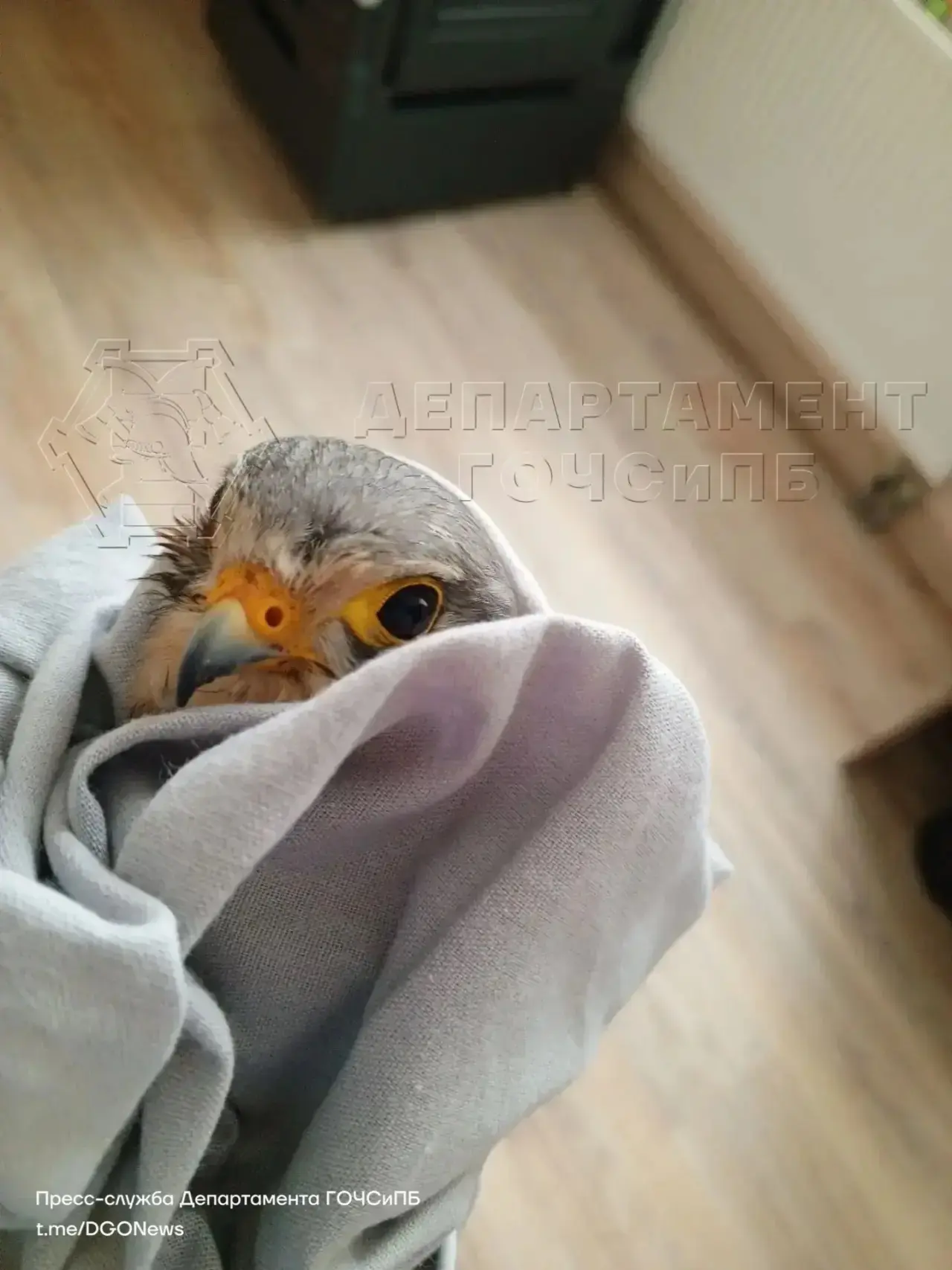 🦅 Оказали помощь птенцу пустельги