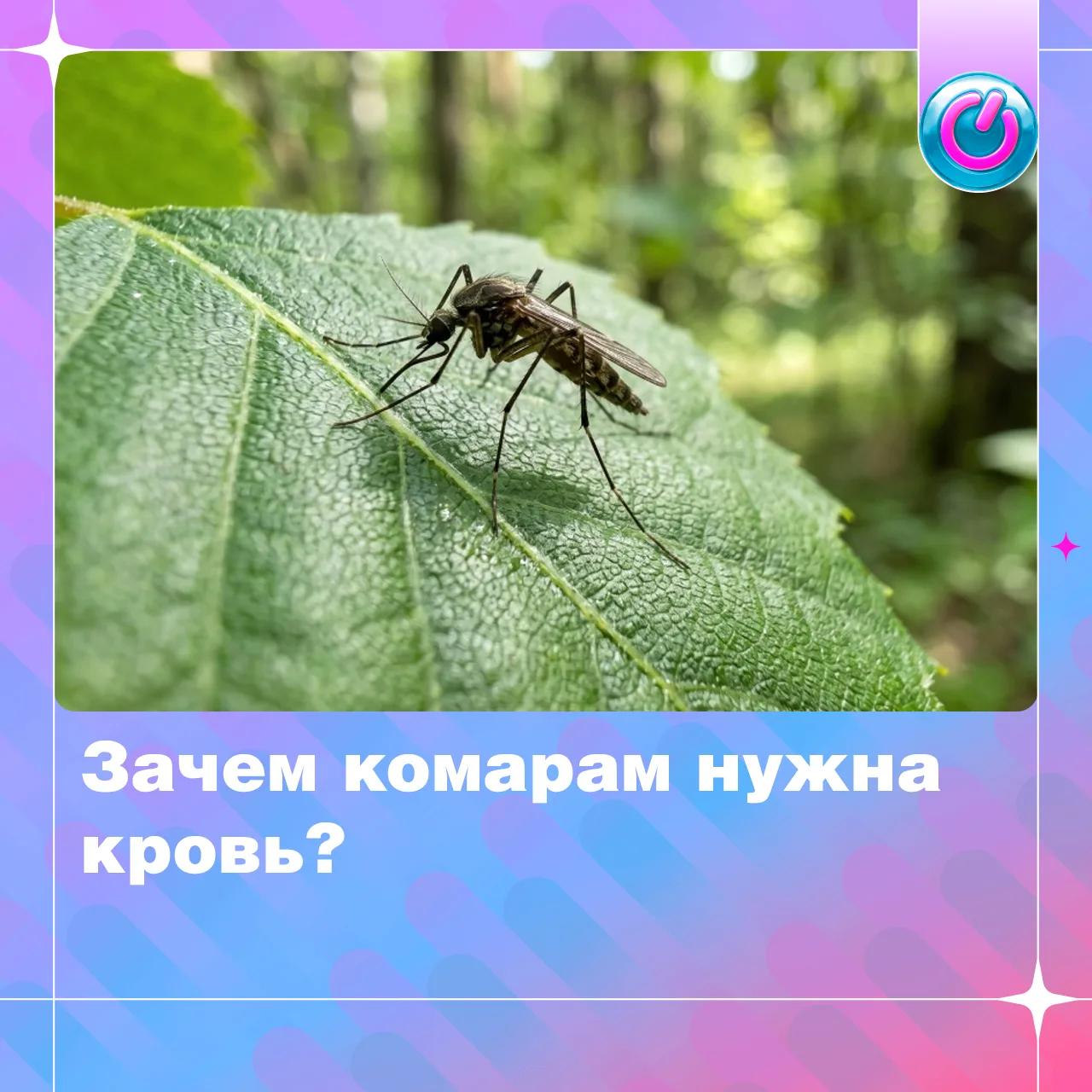 Почему комары пьют кровь?