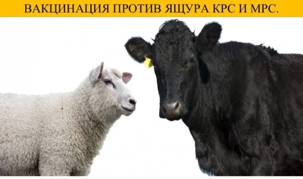 📌 Вакцинация животных против ящура — ключевая мера профилактики.