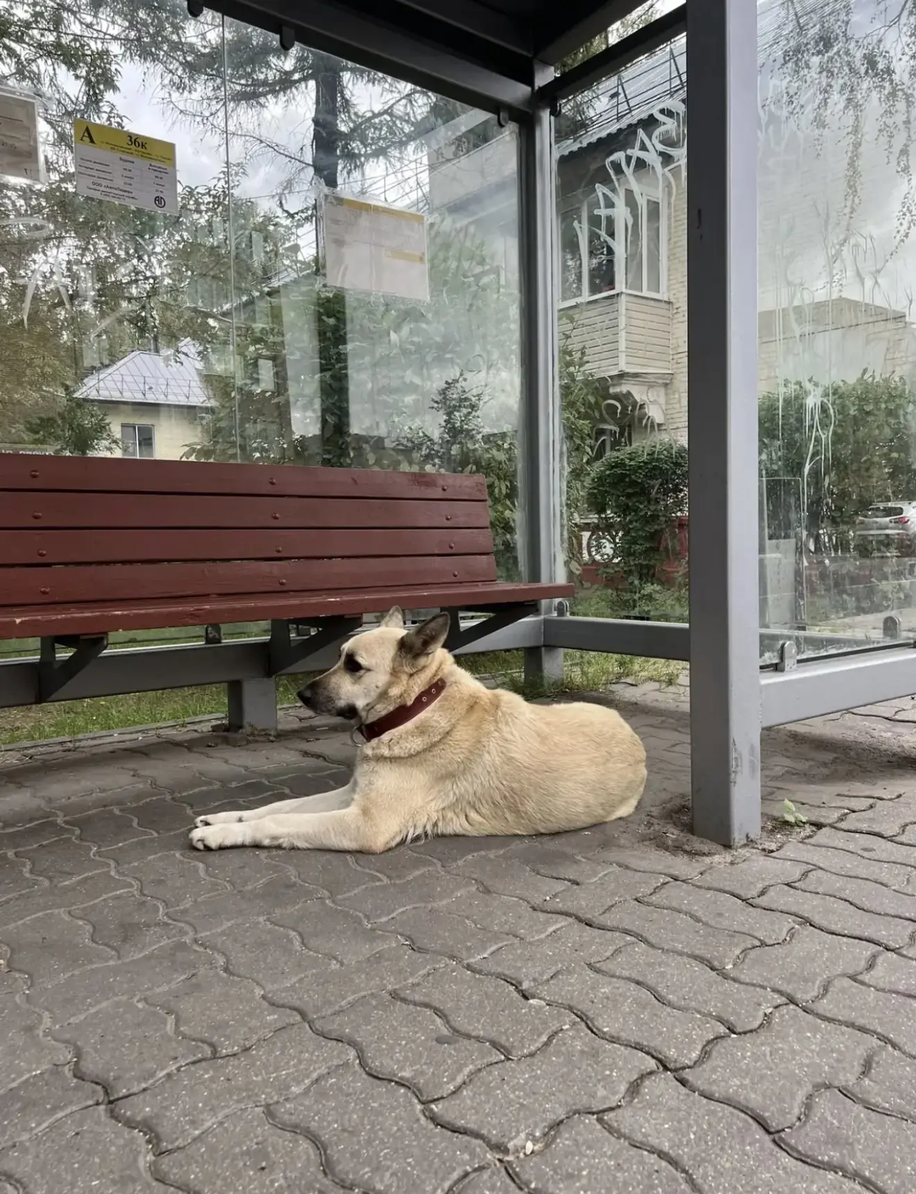 "Собака - потеряшка🥺Прихрамывает. Контактная. Явно ищет помощи. Фото сделал ребенок. Э...