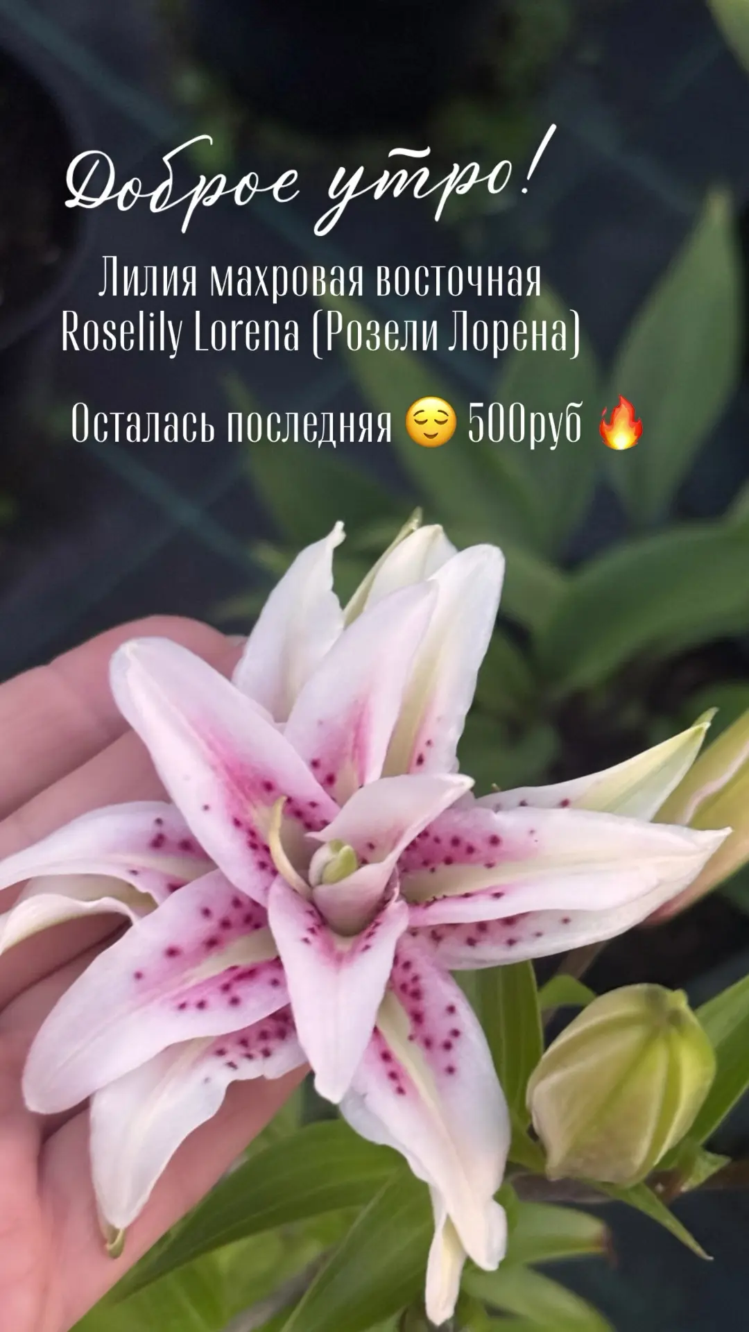 Питомник растений «Все в сад!» 🫶