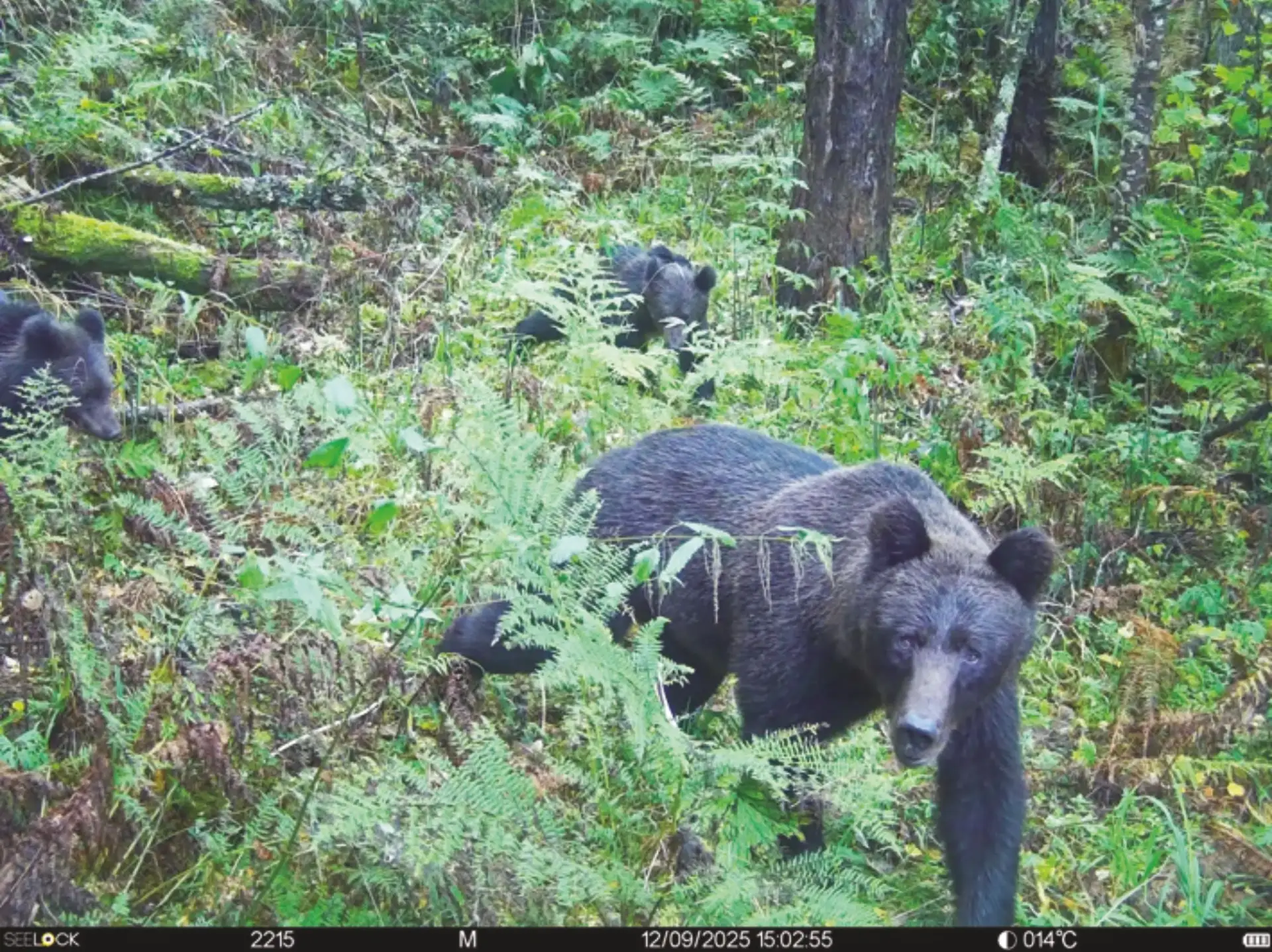 🐻 Медведь больше не боится человека?