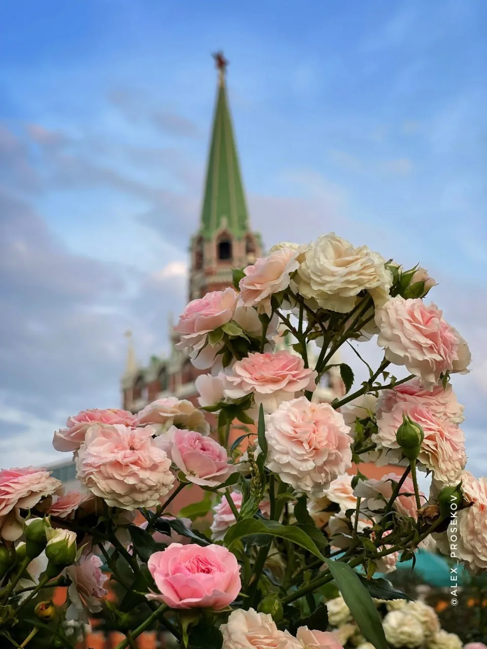 🌹❤️Александровский сад утопает в цветах
