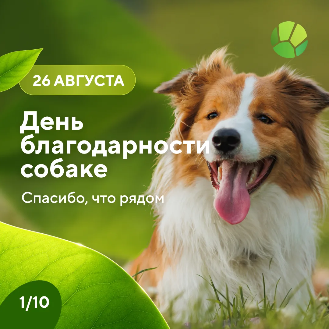 Сегодня День благодарности собаке. Это милый и прекрасный повод вспомнить, что на протя...
