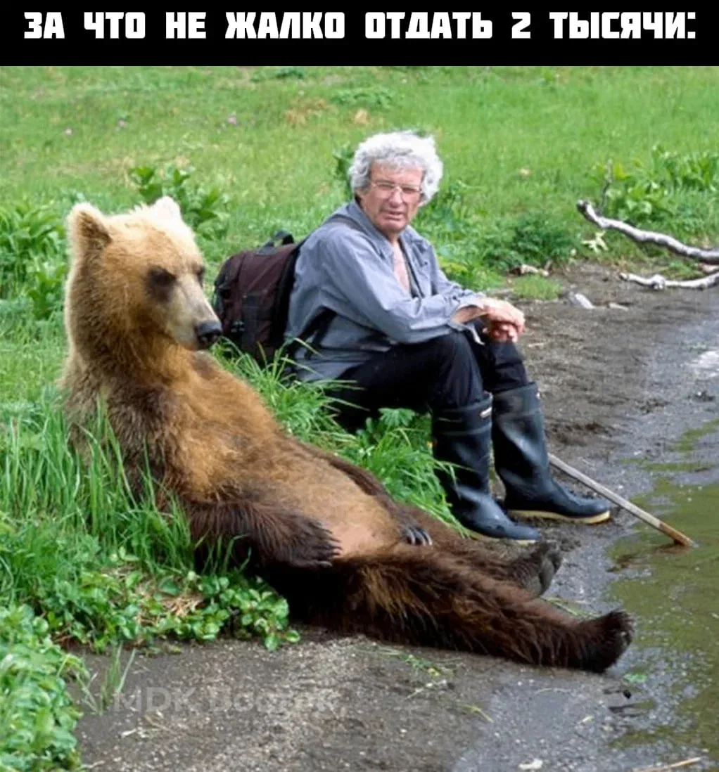 🐻 На Камчатке начали штрафовать за кормление медведей и приближение к ним