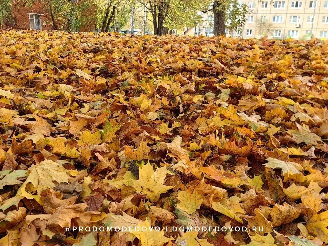 Краски осени 🍁