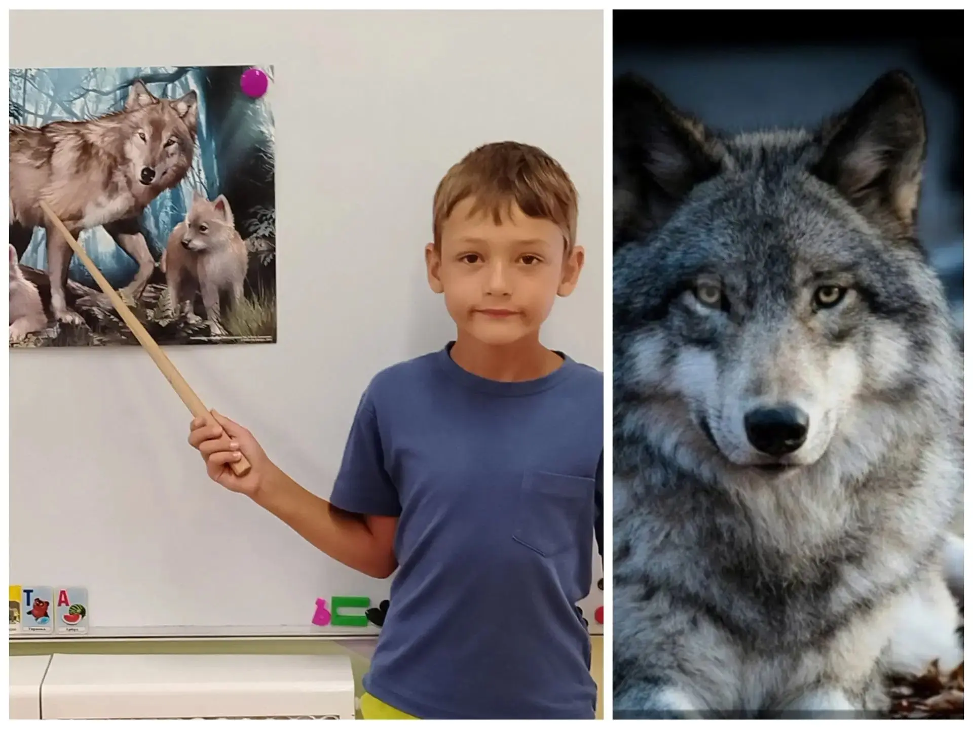 У-у-у! Сегодня воем на Луну: День волка 🐺
