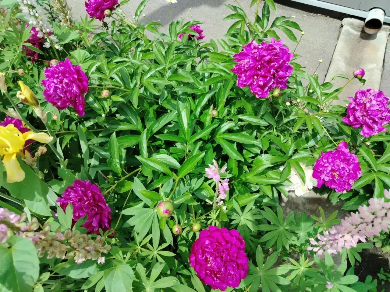 Цвети, наш школьный двор 🌸

☀️Солнце ласкает лица, ветер шепчет сквозь листву, а клумбы горят ярким