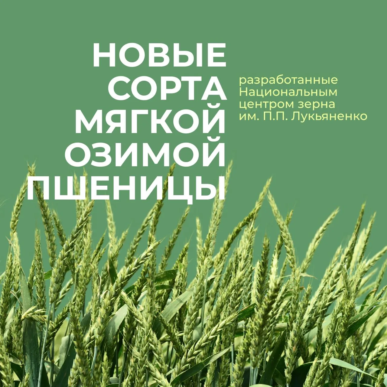 🌾 Перспективные российские сорта мягкой озимой пшеницы