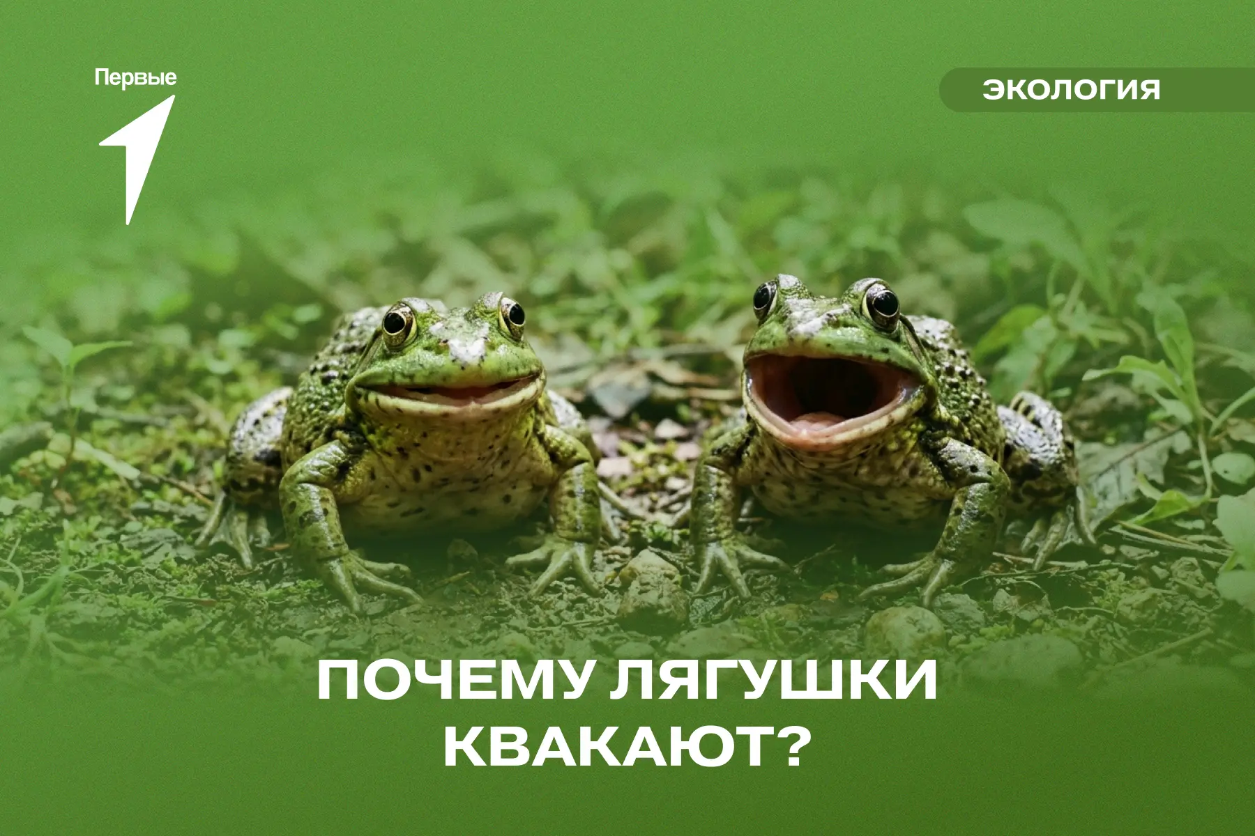 🐸 Знаешь, о чём «говорят» лягушки? Ква-кой у них важный разговор?